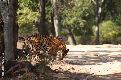 Photography Bengal tiger Panthera tigris tigris