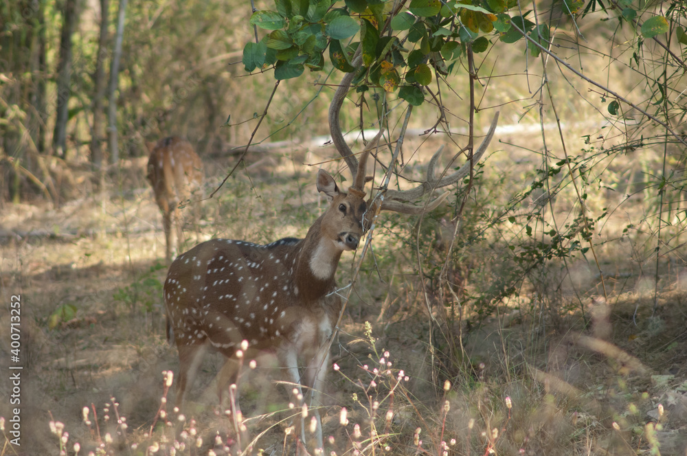Male chital Axis axis scratching. Bandhavgarh National Park. Madhya Pradesh. India. Male chital Axis axis scratching. Bandhavgarh National Park. Madhya Pradesh. India.