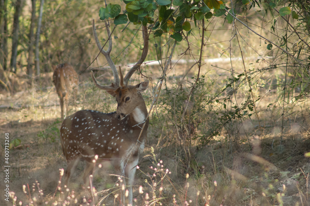 Male of chital Axis axis. Bandhavgarh National Park. Madhya Pradesh. India. Male of chital Axis axis. Bandhavgarh National Park. Madhya Pradesh. India.
