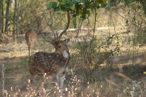 Картината върху платно Male of chital Axis axis