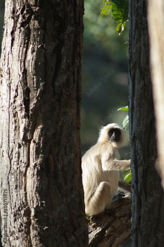 Obraz premium Northern plains gray langur Semnopithecus entellus. Bandhavgarh National Park. Madhya Pradesh. India.