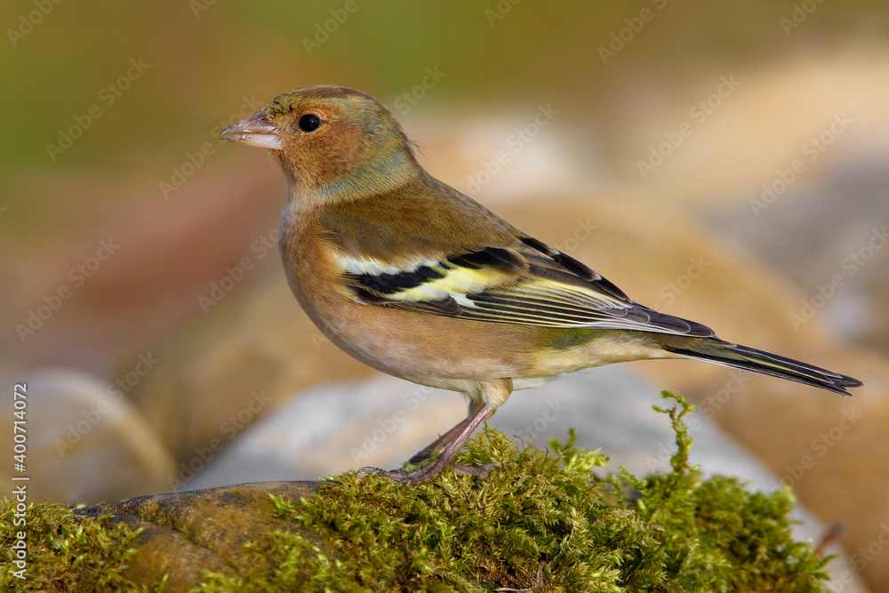 Vink, Common Chaffinch, Fringilla coelebs