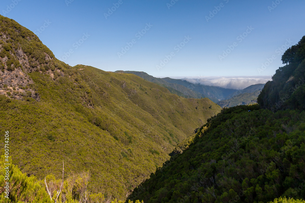 Urwald auf Madeira