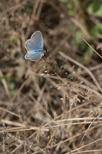 Butterfly Lycaenidae on grass in Bandhavgarh National Park. Madhya Pradesh. India. photo