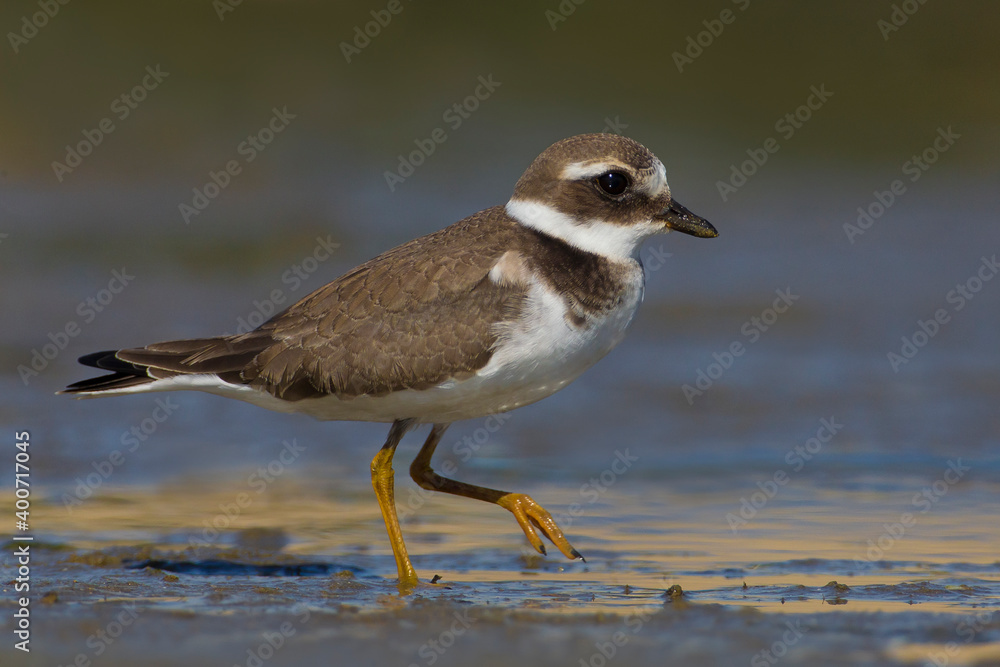 Bontbekplevier, Common Ringed Plover, Charadrius hiaticula Bontbekplevier, Common Ringed Plover, Charadrius hiaticula