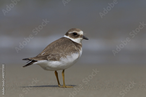 Common Ringed Plover, Bontbekplevier, Charadrius hiaticula