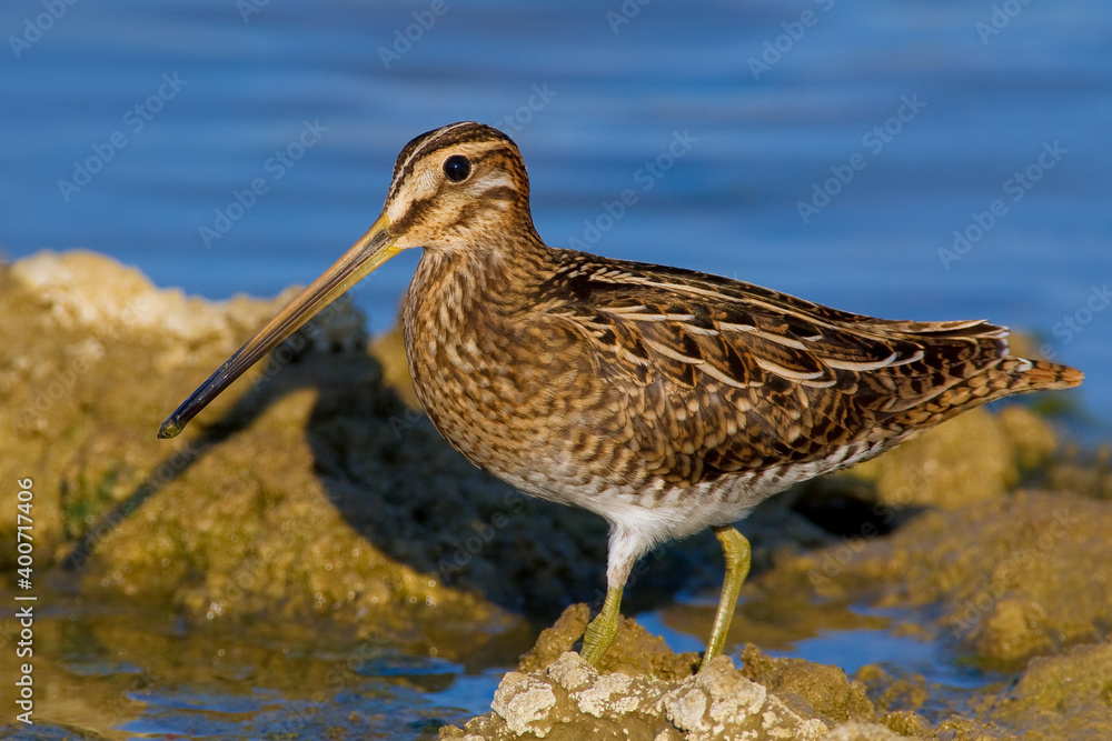 Watersnip, Common Snipe, Gallinago gallinago Watersnip, Common Snipe, Gallinago gallinago