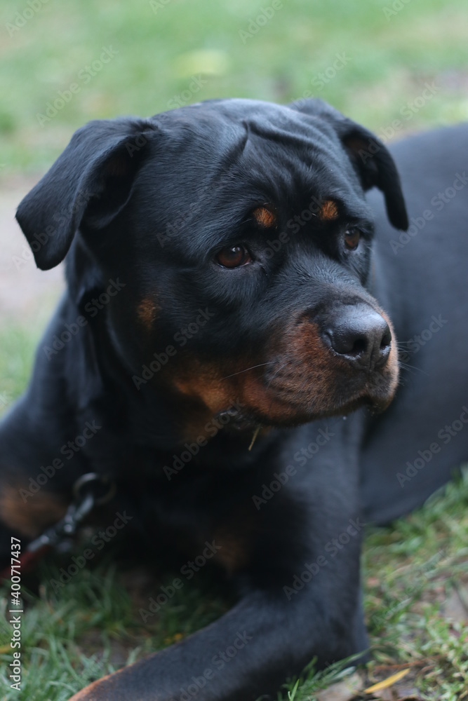 Black dog, Rottweiler dog Black dog, Rottweiler dog