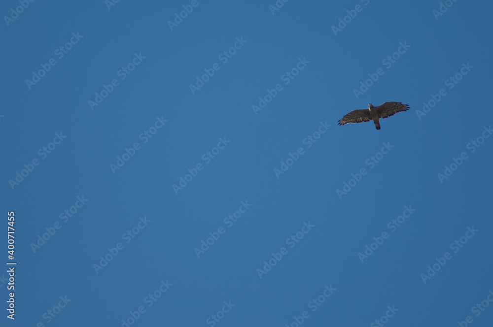 Oriental honey buzzard Pernis ptilorhynchus in flight. Tala. Madhya Pradesh. India.