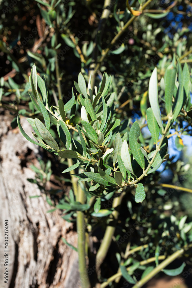 Close-up of an olive tree branch without olives Close-up of an olive tree branch without olives