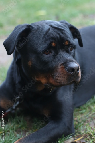 Black dog, Rottweiler dog