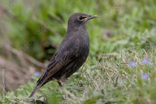 Spreeuw, Common Starling, Sturnus vulgaris
