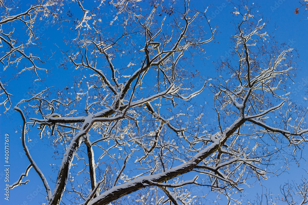 Background of the branches of old tree covered with snow Background of the branches of old tree covered with snow