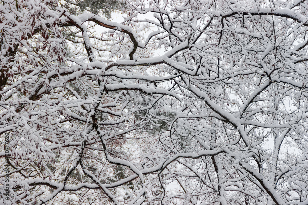 Background of the trees branches covered with snow Background of the trees branches covered with snow