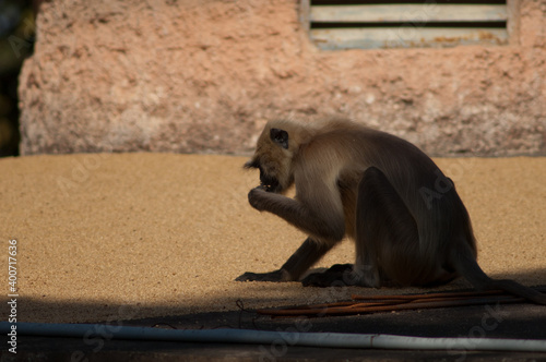 Southern plains gray langur Semnopithecus dussumieri eating. Tala. Madhya Pradesh. India. photo