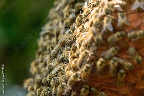 二ホンミツバチの巣！ これだけの数になってくると、分蜂が間近なのかも知れません