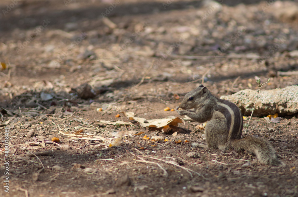 Indian palm squirrel Funambulus palmarum eating. Sasan. Gir Sanctuary. Gujarat. India. Indian palm squirrel Funambulus palmarum eating. Sasan. Gir Sanctuary. Gujarat. India.