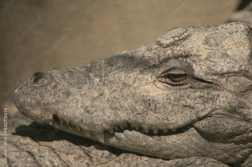 Head of a mugger crocodile Crocodylus palustris. Captivity breeding center. Sasan. Gir Sanctuary. Gujarat. India. Head of a mugger crocodile Crocodylus palustris. Captivity breeding center. Sasan. Gir Sanctuary. Gujarat. India.