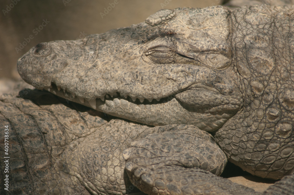 Fototapeta premium Mugger crocodile Crocodylus palustris sleeping. Captivity breeding center. Sasan. Gir Sanctuary. Gujarat. India.