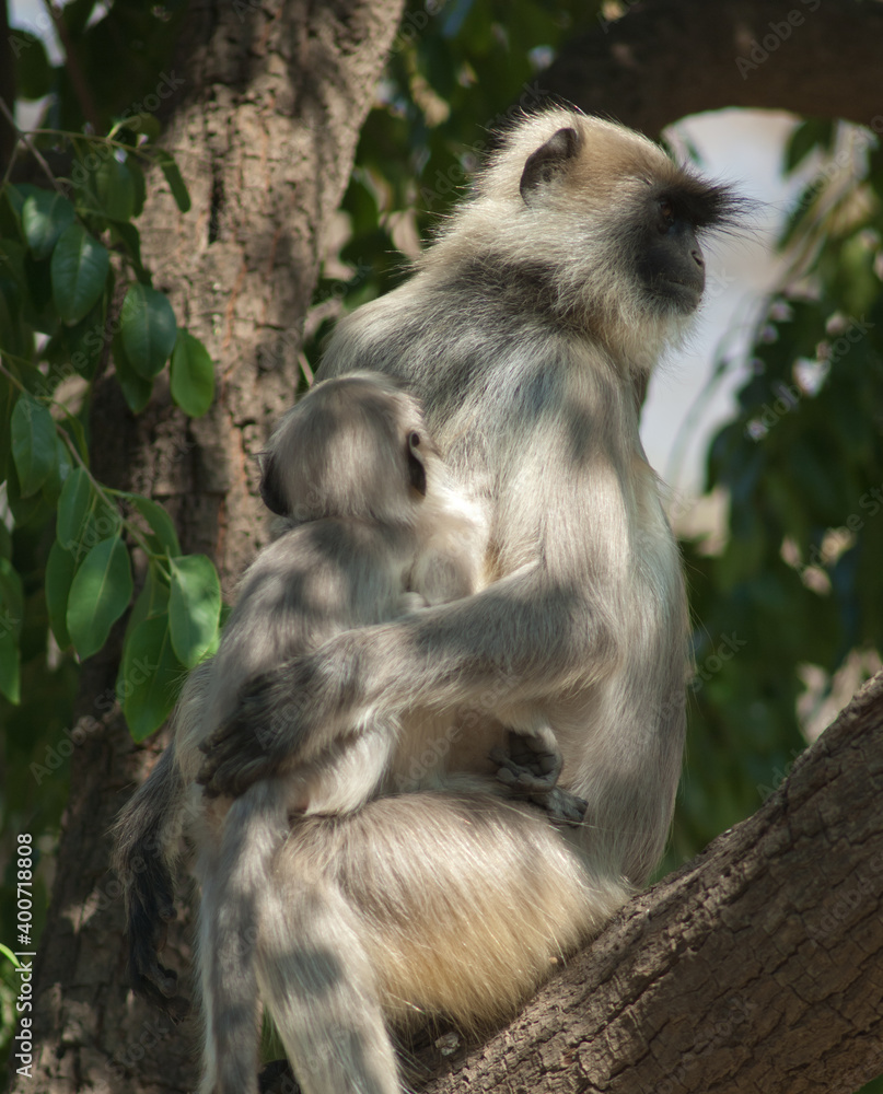Fototapeta premium Southern plains gray langurs Semnopithecus dussumieri. Female and her cub. Sasan. Gir Sanctuary. Gujarat. India.