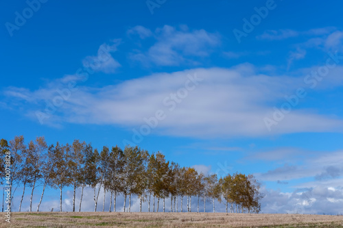 Wallpaper Mural 北海道美瑛の丘 Torontodigital.ca