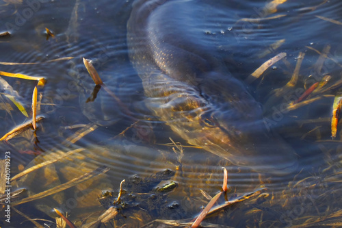 Bild auf Leinwand Two pike near the shore. The spawning of pike