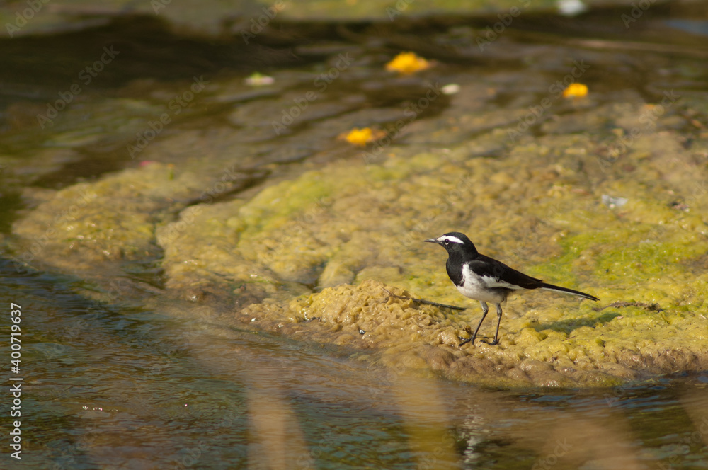 Obraz premium White-browed wagtail Motacilla maderaspatensis in the Hiran river. Sasan. Gir Sanctuary. Gujarat. India.