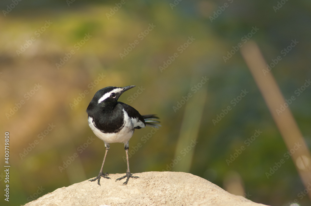 White-browed wagtail Motacilla maderaspatensis on a rock. Hiran river. Sasan. Gir Sanctuary. Gujarat. India. White-browed wagtail Motacilla maderaspatensis on a rock. Hiran river. Sasan. Gir Sanctuary. Gujarat. India.
