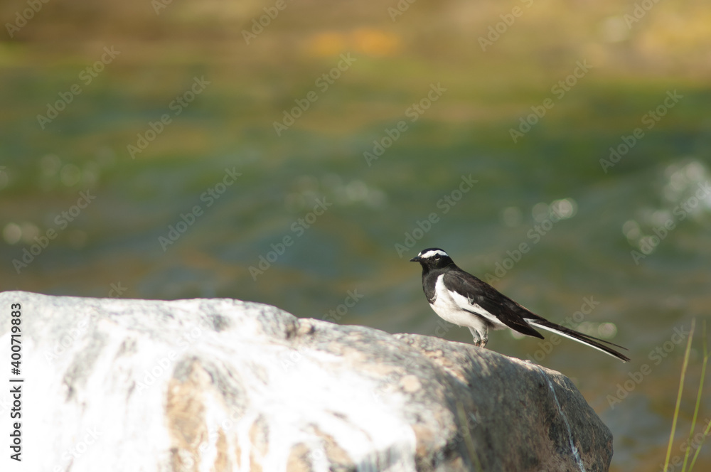 White-browed wagtail Motacilla maderaspatensis on a rock. Hiran river. Sasan. Gir Sanctuary. Gujarat. India. White-browed wagtail Motacilla maderaspatensis on a rock. Hiran river. Sasan. Gir Sanctuary. Gujarat. India.
