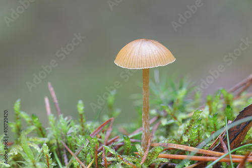 Dwarf bell, Galerina pumila, wild mushroom from Finland