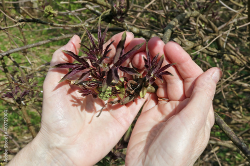 Woman gently holds a spring  twigs  with blooming buds and red leaves