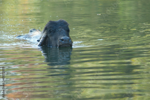 Water buffalo Bubalus bubalis in the Hiran river. Sasan. Gir Sanctuary. Gujarat. India.