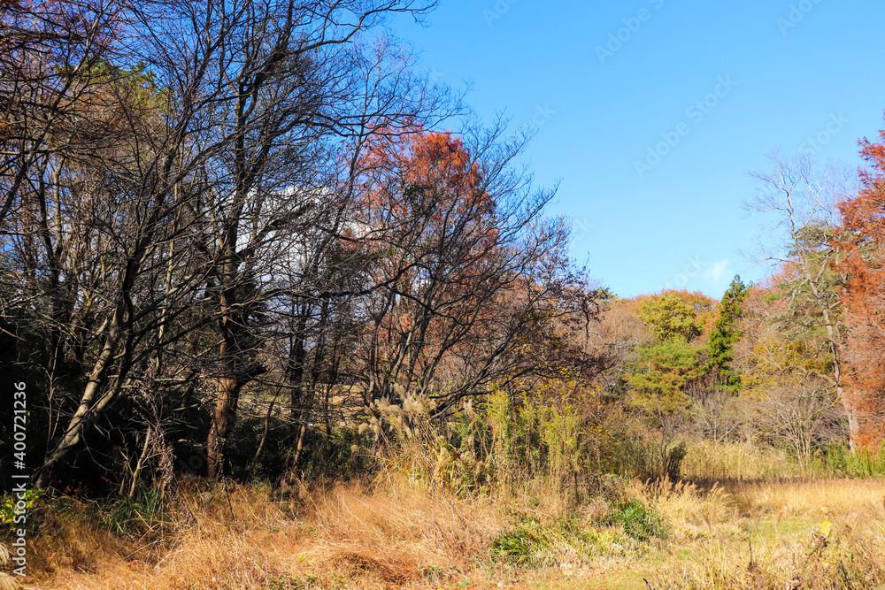 Fototapeta premium 紅葉 秋 葉っぱ 冬 枯れ葉 もみじ 森林 森 