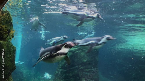 Cute penguins swimming  in Seattle zoo