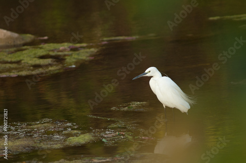 Little egret Egretta garzetta in the Hiran river. Sasan. Gir Sanctuary. Gujarat. India.