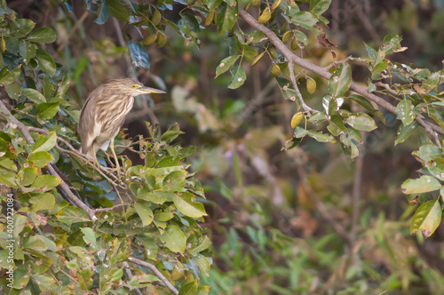 Wallpaper Mural Indian pond heron Ardeola grayii on a branch. Hiran river. Sasan. Gir Sanctuary. Gujarat. India. Torontodigital.ca