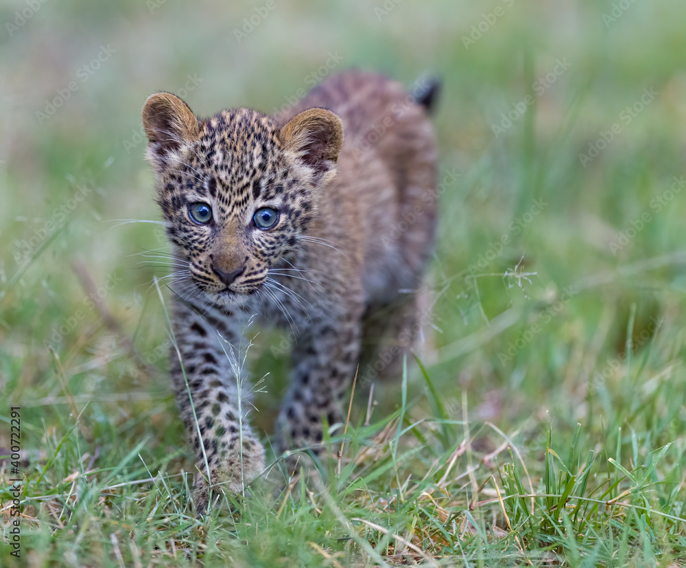 Obraz premium Portrait of a young leopard 
