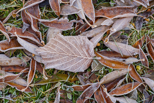 Braune herbstliche Blätter mit Raureif in kalter Wiese / in frostigem Gras