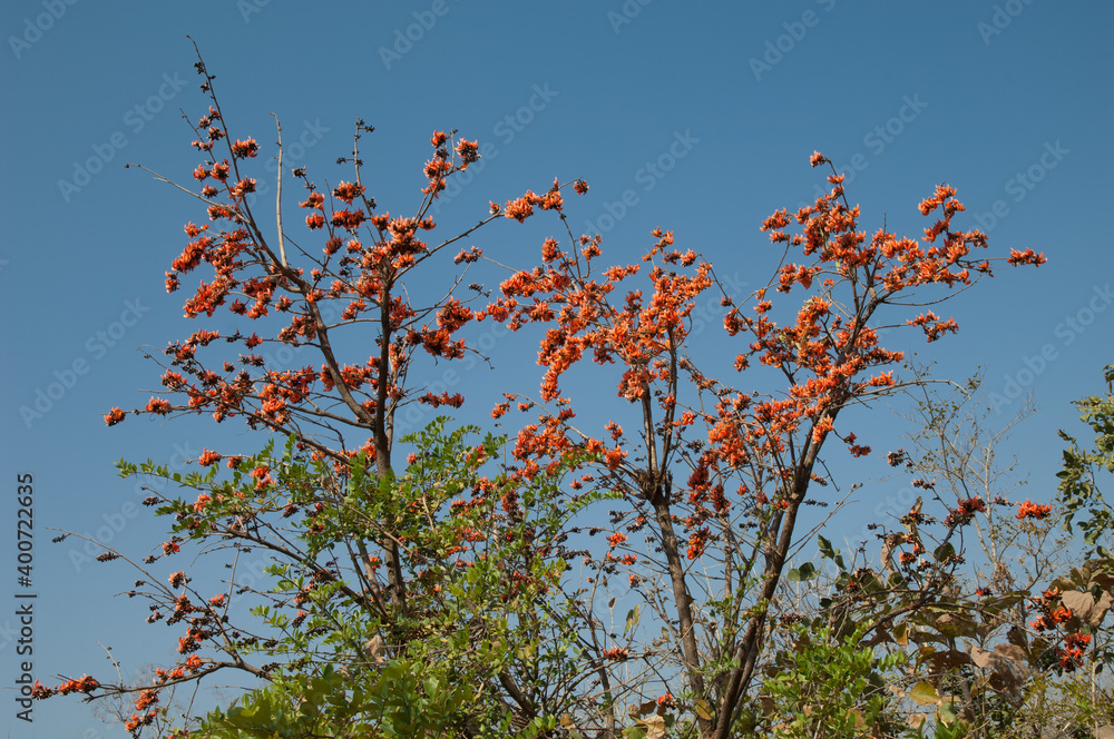 Flame-of-the-forest Butea monosperma in bloom. Gir National Park. Gujarat. India. Flame-of-the-forest Butea monosperma in bloom. Gir National Park. Gujarat. India.