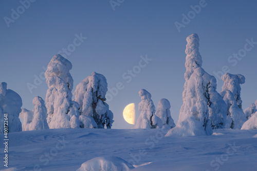 Billede på lærred Winter Lapland and snowy trees with a huge moon on the background