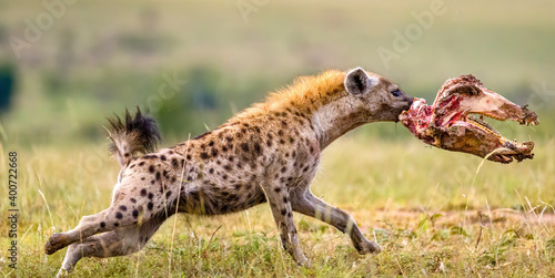 Hyena stealing food from lions photo