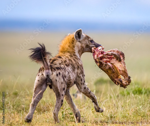Fényképezés Hyena stealing food from lions
