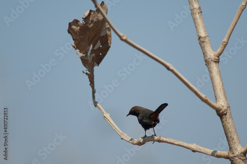 Male Indian robin Copsychus fulicatus cambaiensis. Gir National Park. Gujarat. India. photo