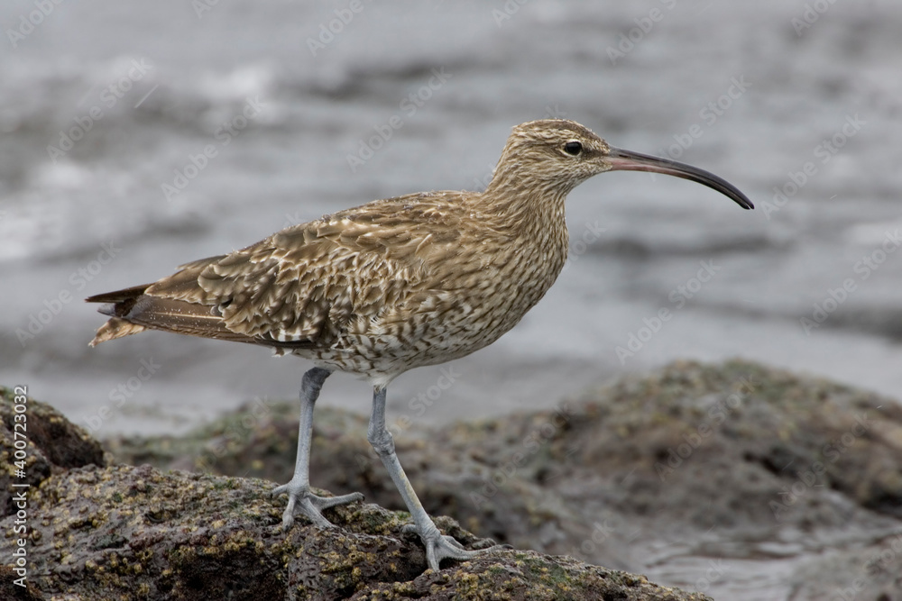 Regenwulp, Eurasian Wimbrel, Numenius phaeopus Regenwulp, Eurasian Wimbrel, Numenius phaeopus