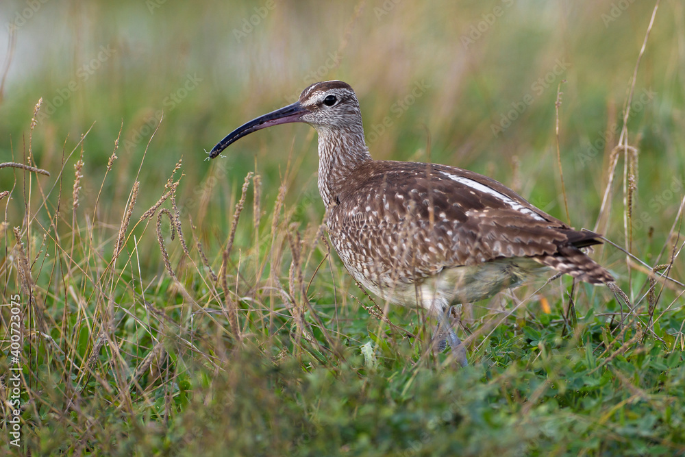 Regenwulp, Eurasian Whimbrel, Numenius phaeopus Regenwulp, Eurasian Whimbrel, Numenius phaeopus