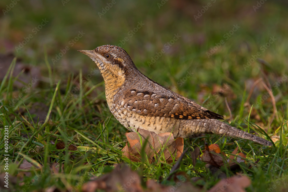 Fototapeta premium Draaihals, Wryneck, Jynx torquilla