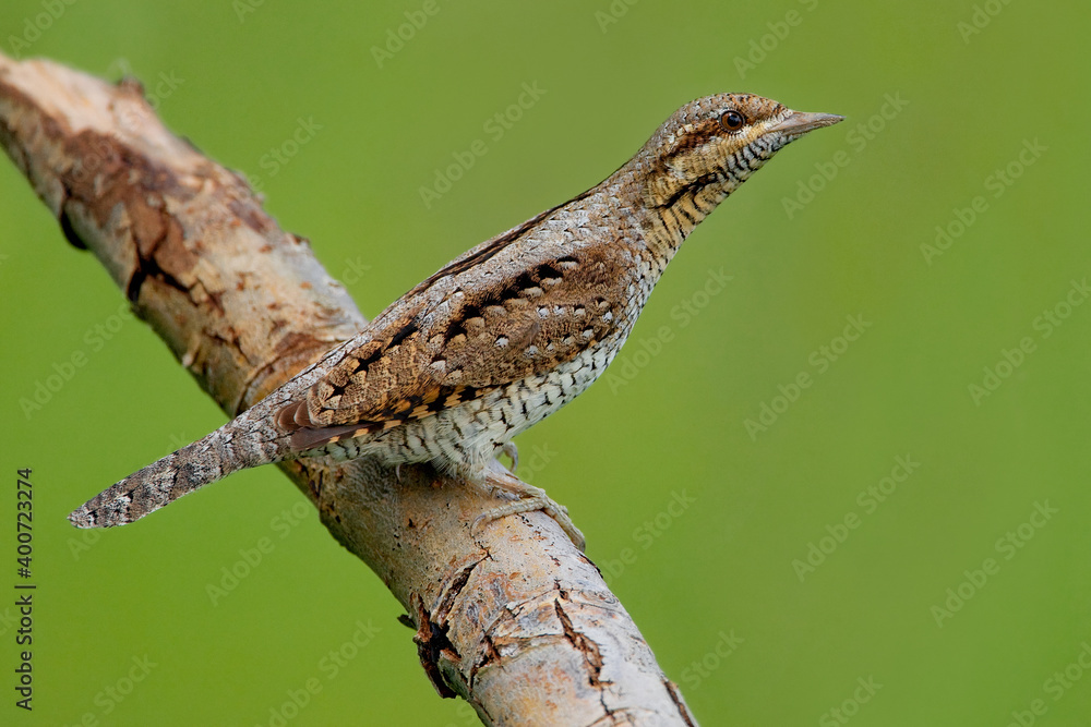 Fototapeta premium Torcicollo; Eurasian Wryneck; Jynx torquilla;