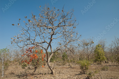 Trees of flame-of-the-forest Butea monosperma. Gir National Park. Gujarat. India. photo