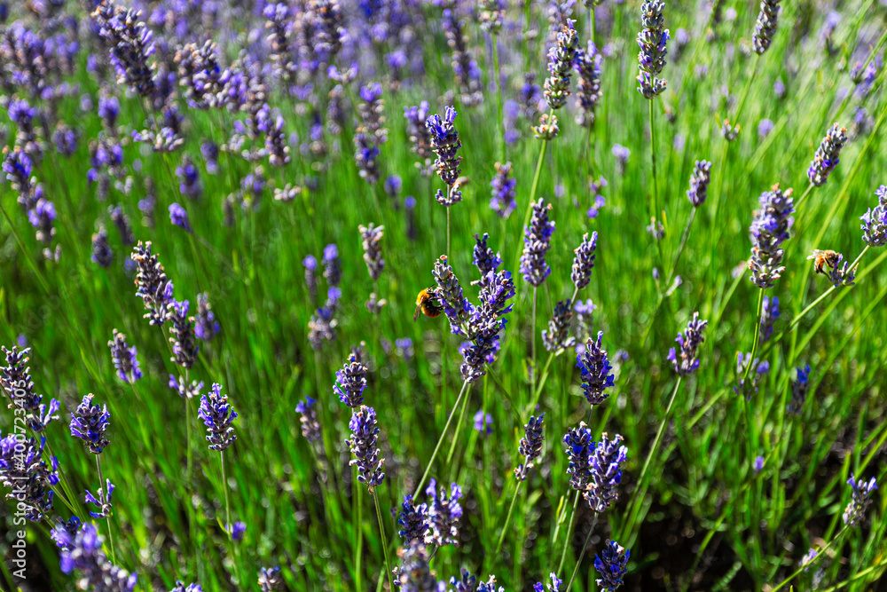 Naklejka premium Lavender flowers on large bushes during flowering. Bright purple fragrant buds in the park. 