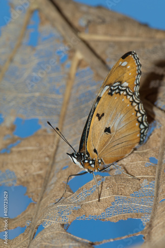 Female danaid eggfly Hypolimnas misippus. Gir National Park. Gujarat. India. photo